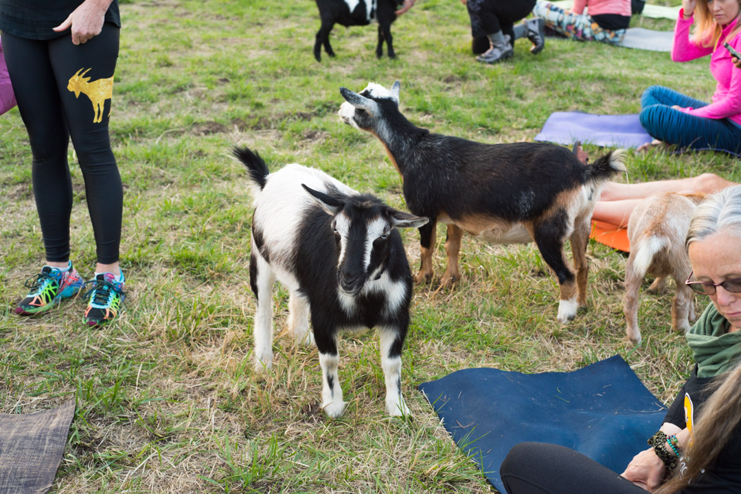 Goat Yoga 5